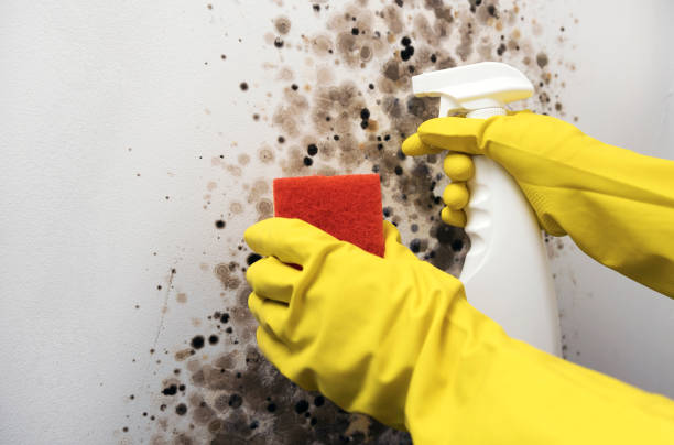 Best Basement Mold Remediation in Atmore, AL